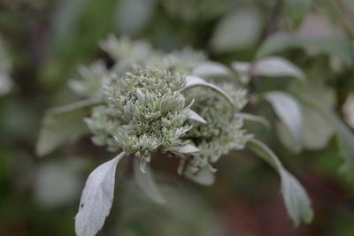 Pycnanthemum albescens