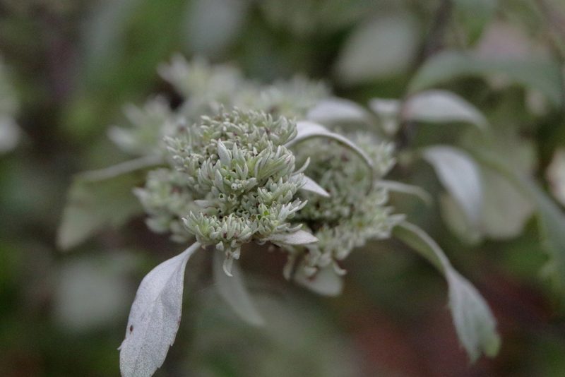 Pycnanthemum albescens, photographed by Kim
