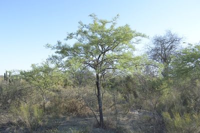 Neltuma nigra, photographed by Jose Luis Navarro