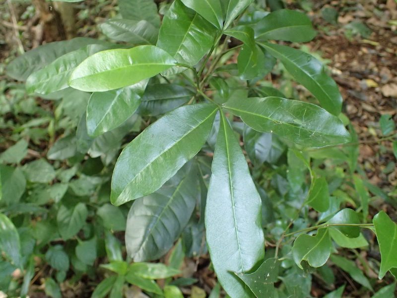Vepris trichocarpa, photographed by Mahomed Desai