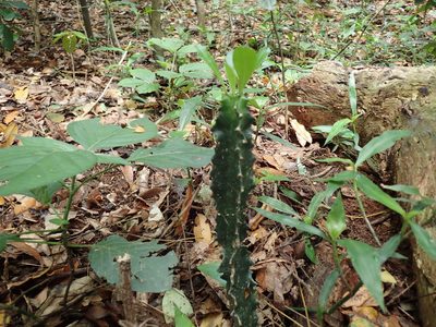 Euphorbia triangularis, photographed by Mahomed Desai