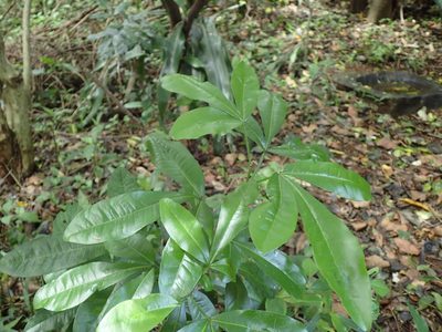 Vepris trichocarpa, photographed by Mahomed Desai