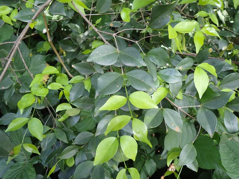 Strychnos usambarensis, photographed by Mahomed Desai