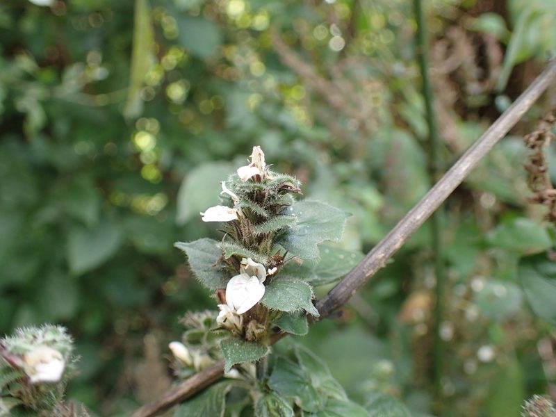 Isoglossa woodii, photographed by Mahomed Desai