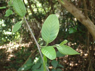 Turraea floribunda, photographed by Mahomed Desai