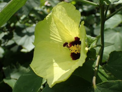 Hibiscus calyphyllus, photographed by Mahomed Desai