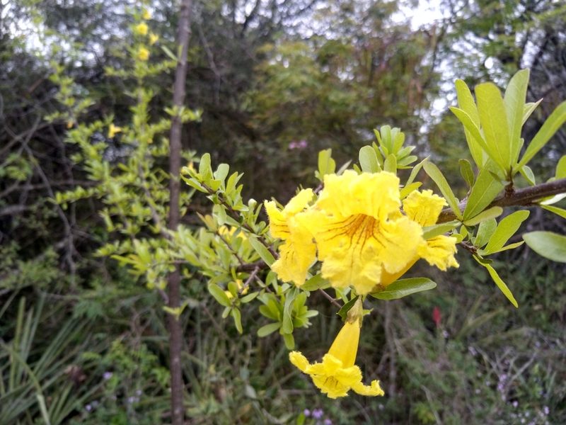 Tabebuia nodosa, photographed by Patricio Cowper Coles