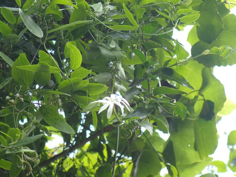 Jasminum multipartitum, photographed by Mahomed Desai