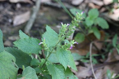 Anisomeles indica, photographed by Agnes Trekker
