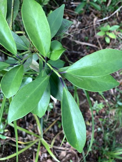 Ilex integra, photographed by 呂一起(Lyu yi-chi)