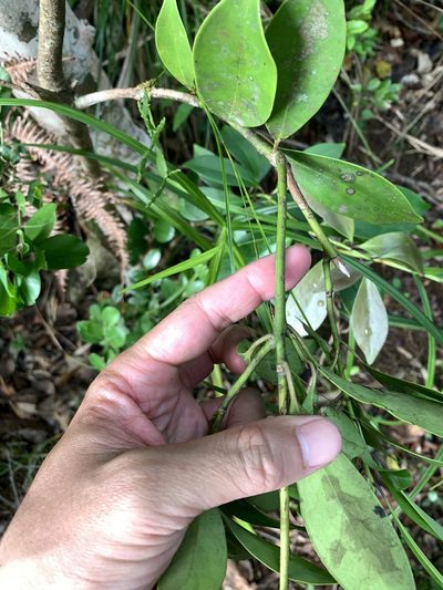 Ilex integra, photographed by 呂一起(Lyu yi-chi)