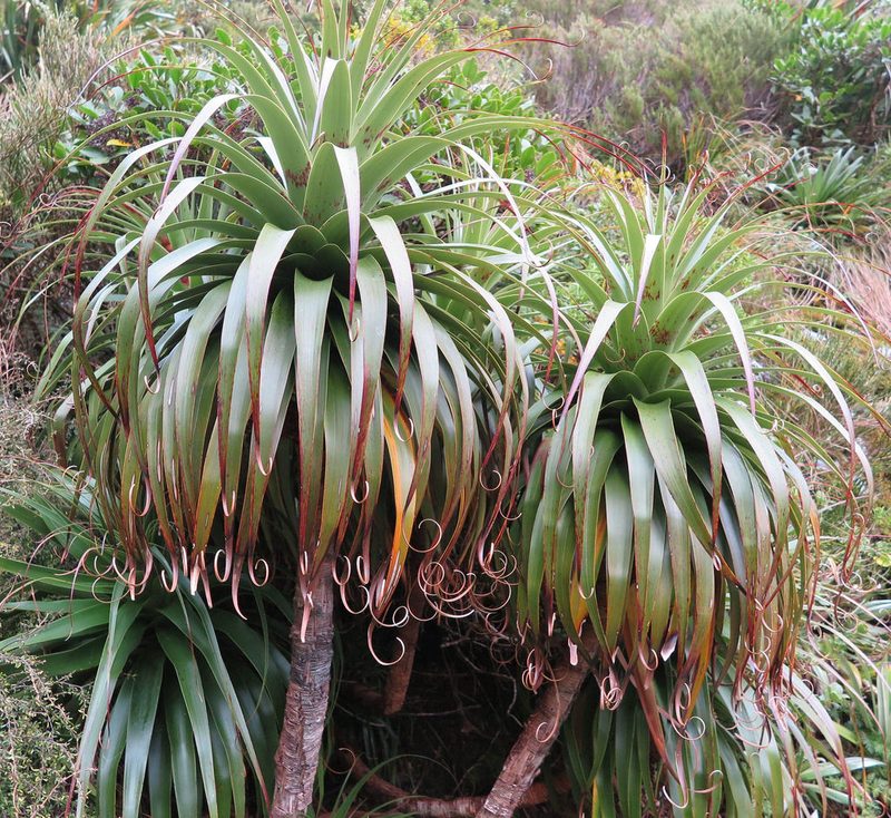 Dracophyllum fiordense, photographed by Alice Shanks