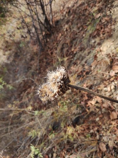 Leuzea uniflora, photographed by Юлия