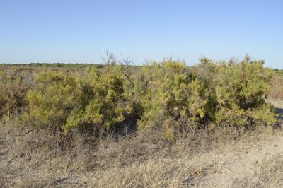 Allenrolfea vaginata