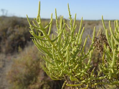 Allenrolfea vaginata, photographed by Jose Luis Navarro