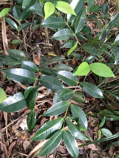 Memecylon lanceolatum, photographed by 呂一起(Lyu yi-chi)