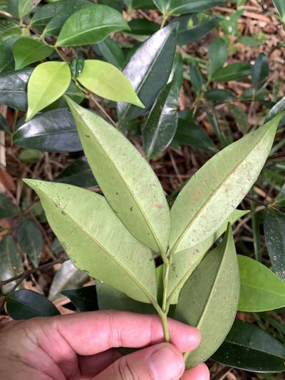 Memecylon lanceolatum, photographed by 呂一起(Lyu yi-chi)