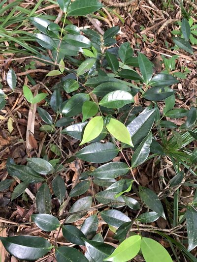 Memecylon lanceolatum, photographed by 呂一起(Lyu yi-chi)