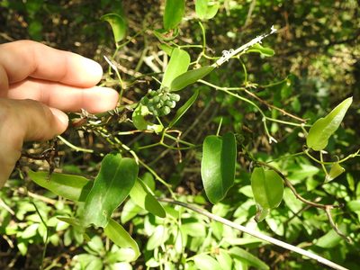 Smilax campestris, photographed by Eduardo Luis Beltrocco
