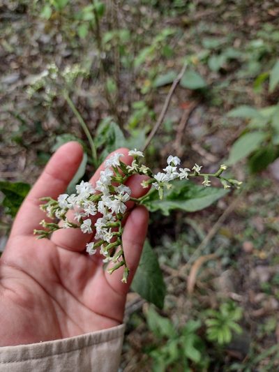 Heliotropium lilloi, photographed by Fátima Helena Yáñez