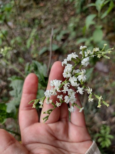 Heliotropium lilloi, photographed by Fátima Helena Yáñez