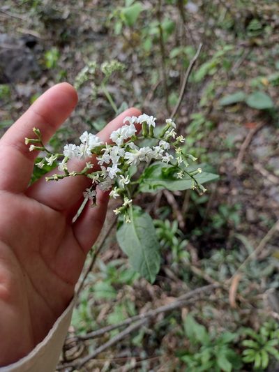 Heliotropium lilloi, photographed by Fátima Helena Yáñez