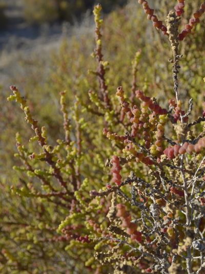 Allenrolfea patagonica, photographed by Jose Luis Navarro