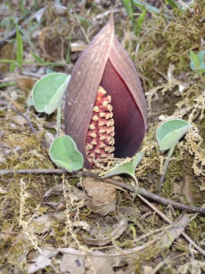 Gorgonidium vermicidum, photographed by Fátima Helena Yáñez