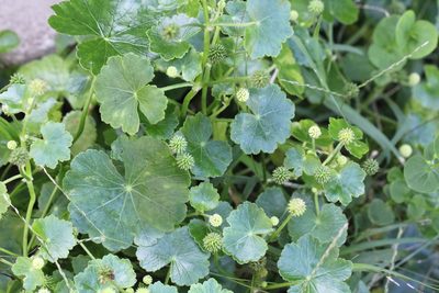 Hydrocotyle ramiflora, photographed by Agnes Trekker