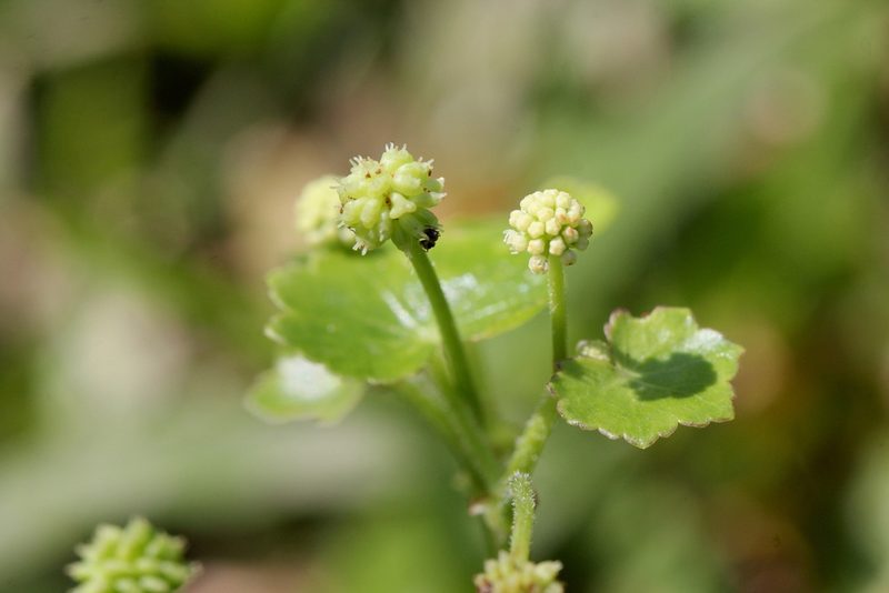 Hydrocotyle ramiflora, photographed by Agnes Trekker
