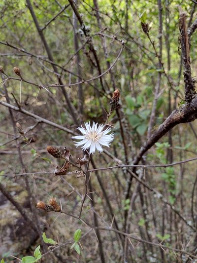 Barnadesia odorata, photographed by Fátima Helena Yáñez