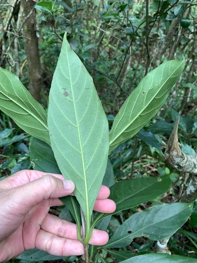 Timonius arboreus, photographed by 呂一起(Lyu yi-chi)