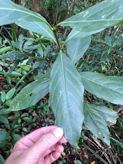 Timonius arboreus, photographed by 呂一起(Lyu yi-chi)
