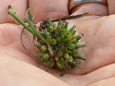 Sparganium erectum, photographed by Dan Wrench