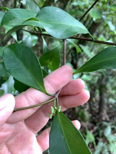 Microtropis japonica, photographed by 呂一起(Lyu yi-chi)
