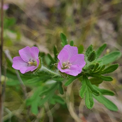 Geranium solanderi, photographed by Claudia Schipp