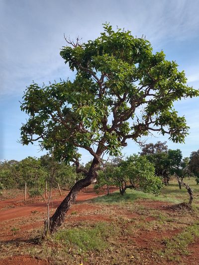 Qualea grandiflora, photographed by Leonardo Bergamini