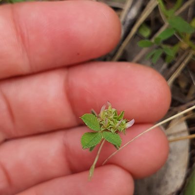 Trifolium glomeratum, photographed by Claudia Schipp