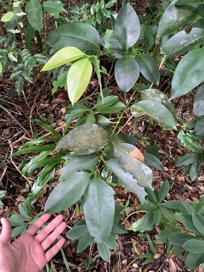 Memecylon lanceolatum, photographed by 呂一起(Lyu yi-chi)