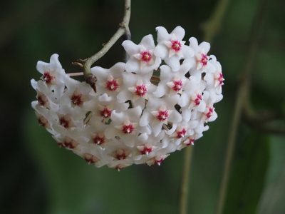 Hoya carnosa, photographed by 葉子