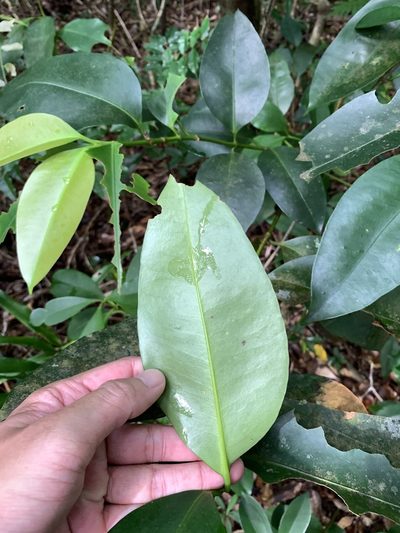 Memecylon lanceolatum, photographed by 呂一起(Lyu yi-chi)