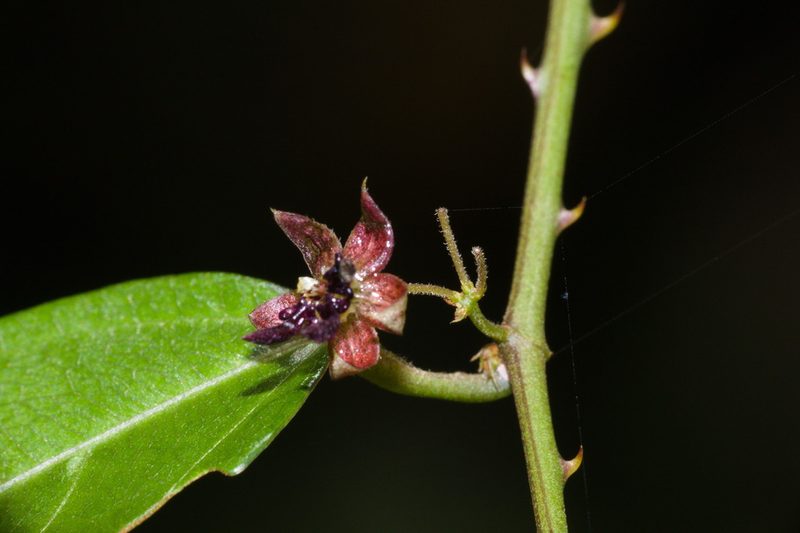 Ayenia australis, photographed by Fernando Sessegolo