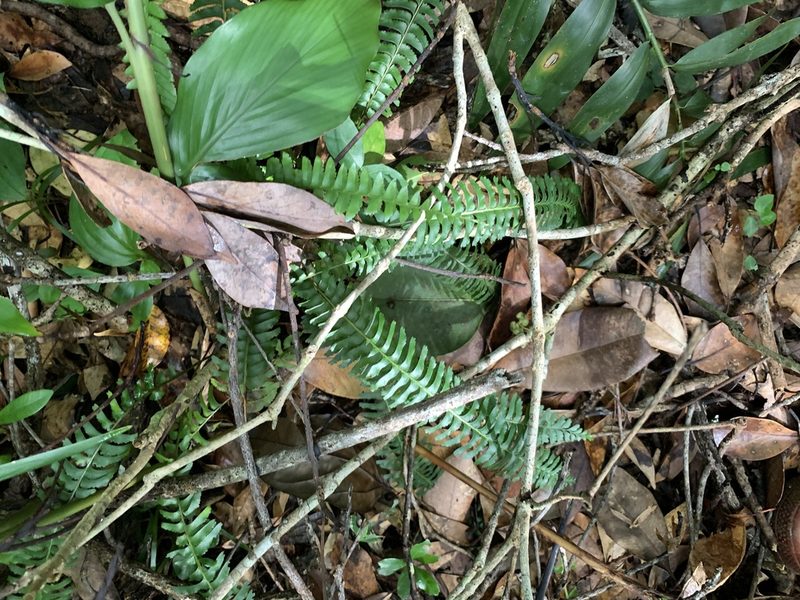 Lindsaea yaeyamensis, photographed by 呂一起(Lyu yi-chi)