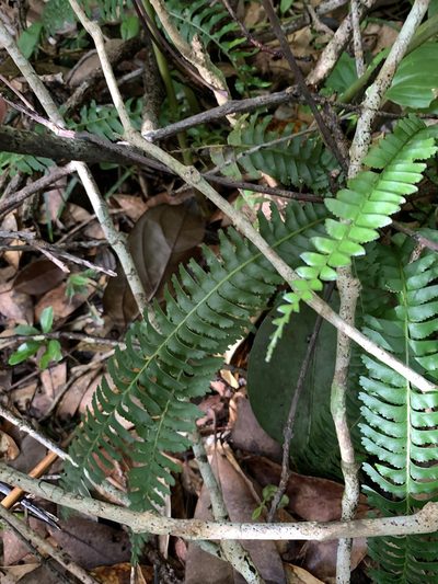 Lindsaea yaeyamensis, photographed by 呂一起(Lyu yi-chi)