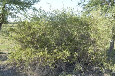Lycium americanum, photographed by Jose Luis Navarro