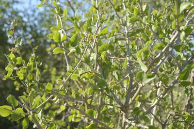 Lycium americanum, photographed by Jose Luis Navarro