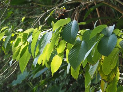 Dendrocnide meyeniana, photographed by 葉子