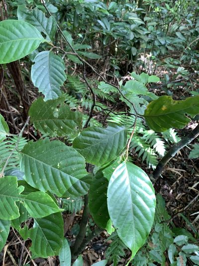 Prunus grisea, photographed by 呂一起(Lyu yi-chi)