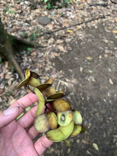 Dioscorea cirrhosa, photographed by 呂一起(Lyu yi-chi)