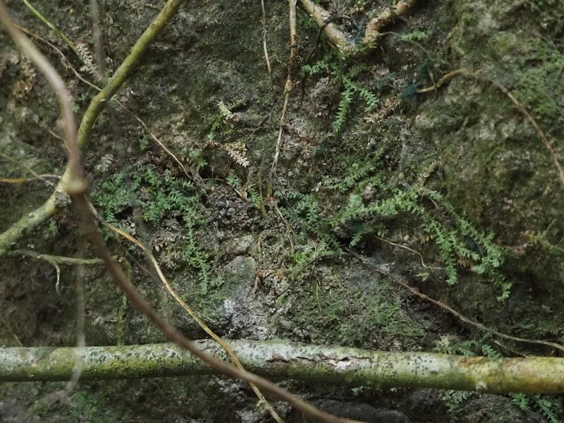 Selaginella lutchuensis, photographed by 葉子